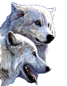 white wolfes